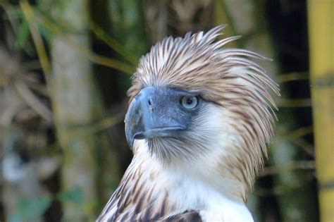 The Philippine Eagle – a treasured national emblem.